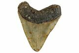 Fossil Megalodon Tooth - North Carolina #255285-2